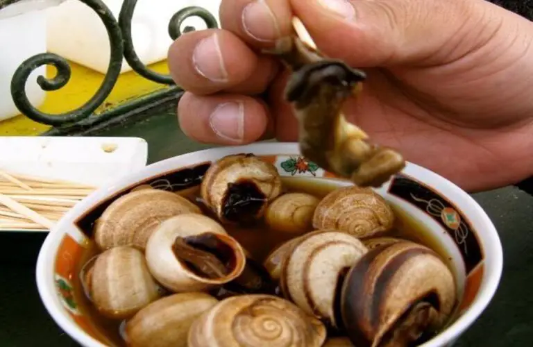 Babouche Moroccan Snail Dish