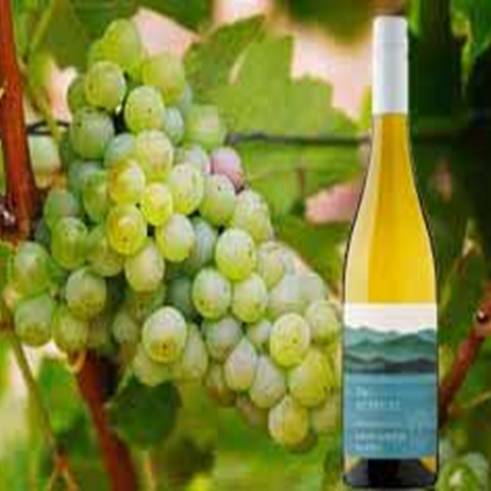 Sauvignon Blanc Wine